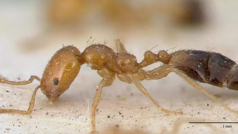 De Singapur a Palma: detecten per primera vegada a les Balears la formiga invasora ‘Trichomyrmex Destructor’
