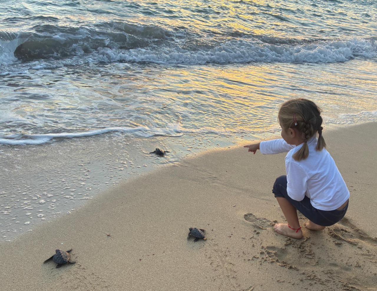 Alliberen a la mar 34 tortugues marines nascudes aquest estiu a Can Pere Antoni