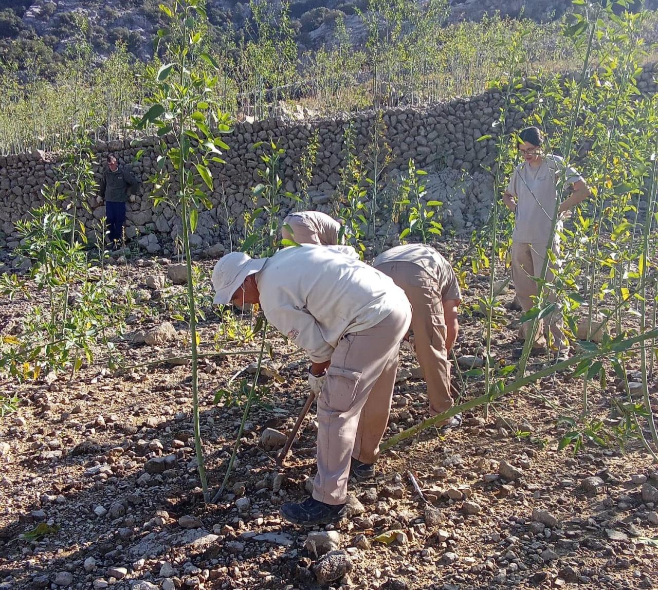 Comencen a eliminar la planta invasora Nicotiana glauca al Gorg Blau que amenaça de contaminar l’embassament