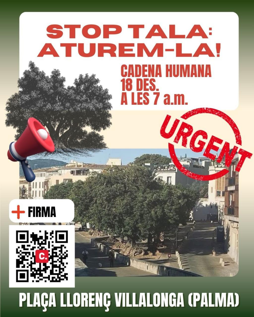 Aquest dijous, a les 7 del matí, cadena humana per aturar la tala dels Bellaombra de la plaça Llorenç Villalonga