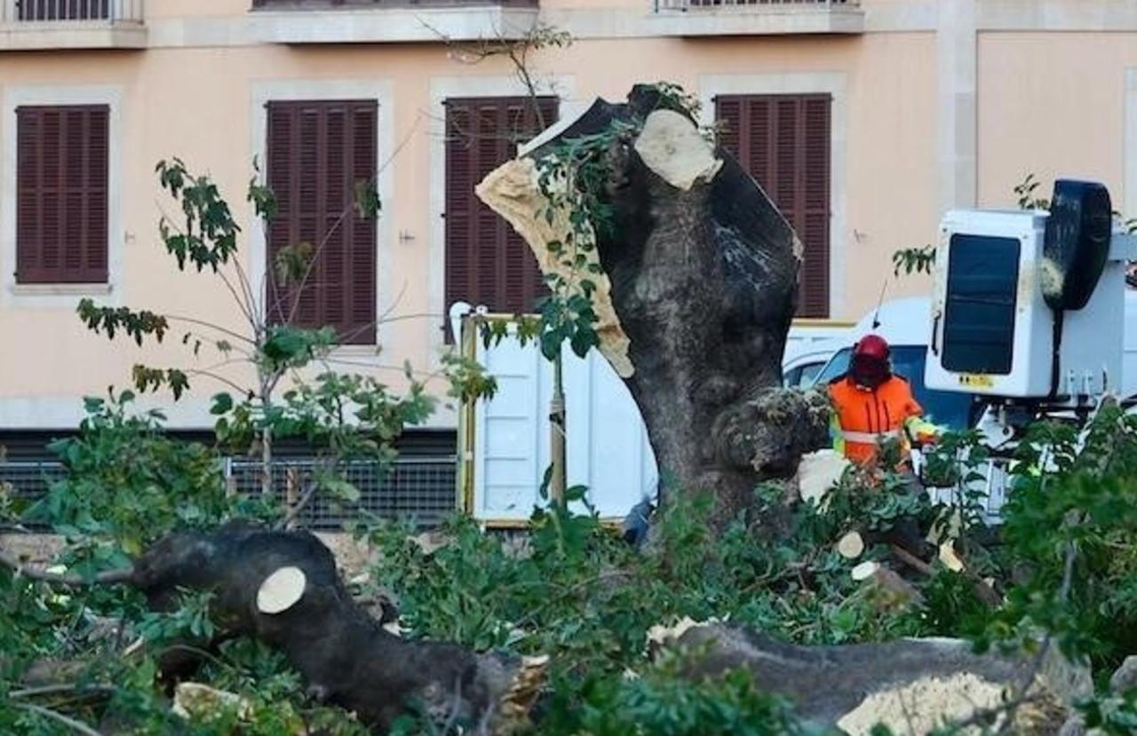 Arboricultors qüestionen la decisió de talar els bellaombra i creuen que podria haver-hi «ignorància o interessos»