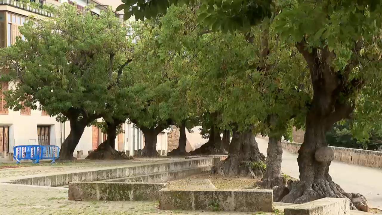 Palma XXI no assistirà a la Comissió Municipal del Cicle Climàtic en senyal de protesta