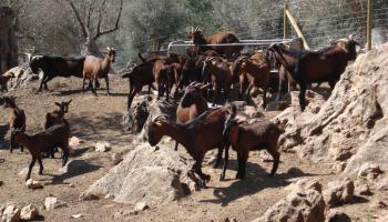 Les cabres i les ovelles poden dificultar la reforestació de la zona calcinada pel foc. 