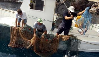 Els pescadors asseguren que la zona del Fort den Moreu és “el millor calador de plataforma de Mallorca i la seva protecció faria desaparèixer l'activitat pesquera".