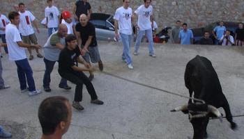 Els animalistes censuren el maltractament que ha de suportar l'animal.