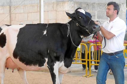 Son Suau Nicol Maca, de la vaqueria son Suau de Manacor.
