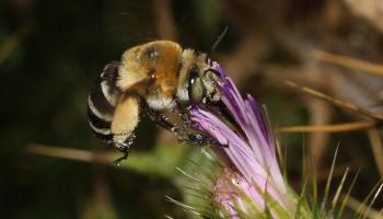 L'Albufera compta amb un total de 195 espècies d'abelles i vespes diferents i 26 més només localitzades a Son Bosc.