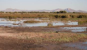 El GOB denuncia que el Pla Hidrològic que prepara Medi Ambient gira l'esquena a s’Albufera
