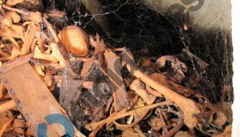 [DOCUMENT] El Valle de los Caídos s’ensorra a poc a poc per les humitats