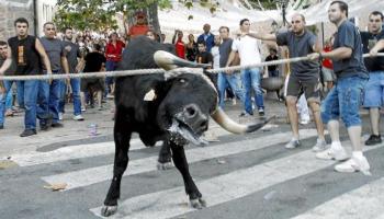 Mallorca Sense Sang adverteix que 120 regidors del PSIB han votat en contra del correbou de Fornalutx.