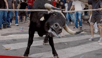 Les entitats animalistes, decebudes amb el Govern