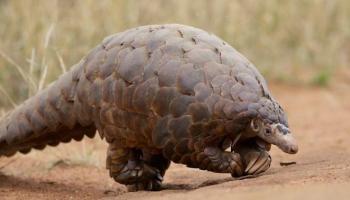 Els pangolins són un ordre de mamífers que comprèn vuit espècies.