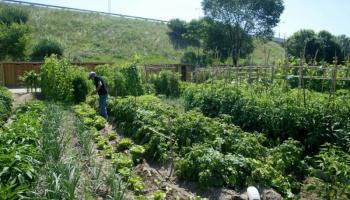 Demanen que es permeti l'accés als horts d'autoconsum durant la crisi de la Covid-19