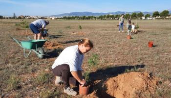 La Plataforma Son Bonet Pulmó Verd sembra 80 arbres més i amplia el bosc urbà en una nova acció veïnal