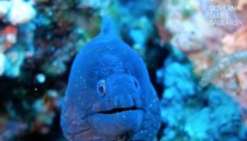 Amb l'ampliació de les reserves del Toro i les Malgrats, les Balears es converteixen en el territori de tot l'Estat amb més superfície marina protegida