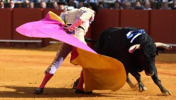 La Fundació Franz Weber s'oposa a la proposició dels neofeixistes de VOX de permetre l'assistència de menors a les corregudes de toros de les Balears.