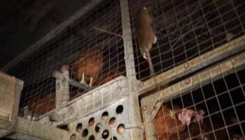 El GOB i Amics de la Terra reclamen el tancament immediat de la granja avícola de Llucmajor denunciada