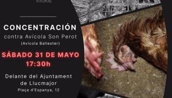 Concentració contra la granja avícola de Llucmajor aquest dissabte