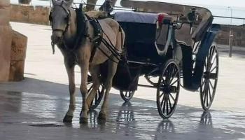 Palma acull dissabte una protesta contra l'explotació dels cavalls de les galeres