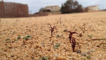 Ja han sortit els primers exemplars de pins i savines que es van sembrar l'octubre a on abans hi havia els apartaments il·legals.