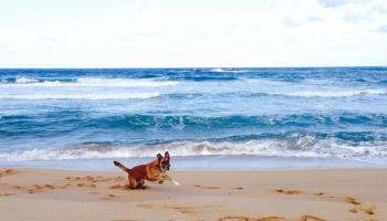 A Cala Pilar (Ciutadella) també rebutgen les prospeccions.