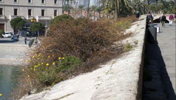 ARCA ha criticat que la murada de Palma es troba “malmenada” per la vegetació espontània. L'entitat reclama una actuació “urgent” i critica la “degradació” i “deixadesa” de la zona.