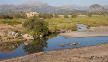 El GOB aplaudeix la campanya de conscienciació engegada pel Club Pollentia Resort per tal de conservar l'Albufereta.