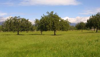 Els ecologistes consideren que la norma promourà “encara més” l'especulació immobiliària de les propietats rurals.