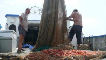Els investigadors conclouen que l’increment dels remolins fa desplaçar la gamba vermella cap a aigües més profundes.