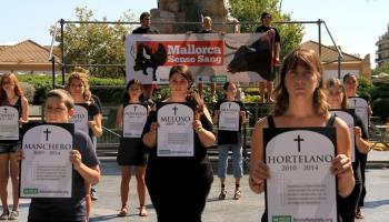 Una vintena d'activistes han escenificat, a la plaça d'Espanya de Palma, l'enterrament dels braus que moriran a final de temporada. 