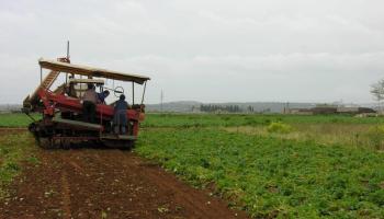 El GOB i Amics de la Terra consideren que la nova llei agrària que impulsa el conseller Company promourà "la urbanització del camp". 