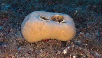 Vídeo de la recerca feta per Oceana. 