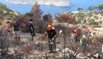 Els ecologistes lamenten que el pla de l'Executiu no contempla els gravíssims efectes del foc a l'entorn i l'economia. A la imatge, voluntaris replantant la zona afectada pel foc d'Andratx de l'estiu passat, un dels més virulents de la història.