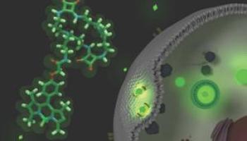 Les dues sondes, anomenades C2-BDP i C2-FITC, penetren ràpidament a les cèl·lules, tal com reprodueix la portada de 'Bioconjugate Chemistry'.