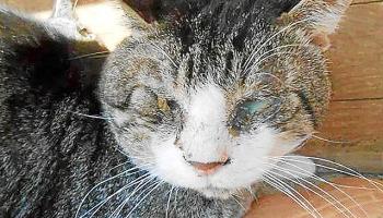 Imatge d'un animal malalt que encapçala la recollida virtual de firmes.