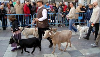Centenars de persones han participat en les tradicionals beneïdes de Sant Antoni a Palma. 